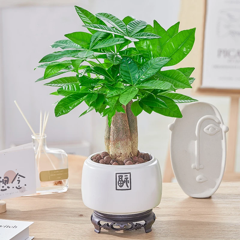 发财树盆栽老桩绿植室内客厅办公桌净化空气四季常青植物