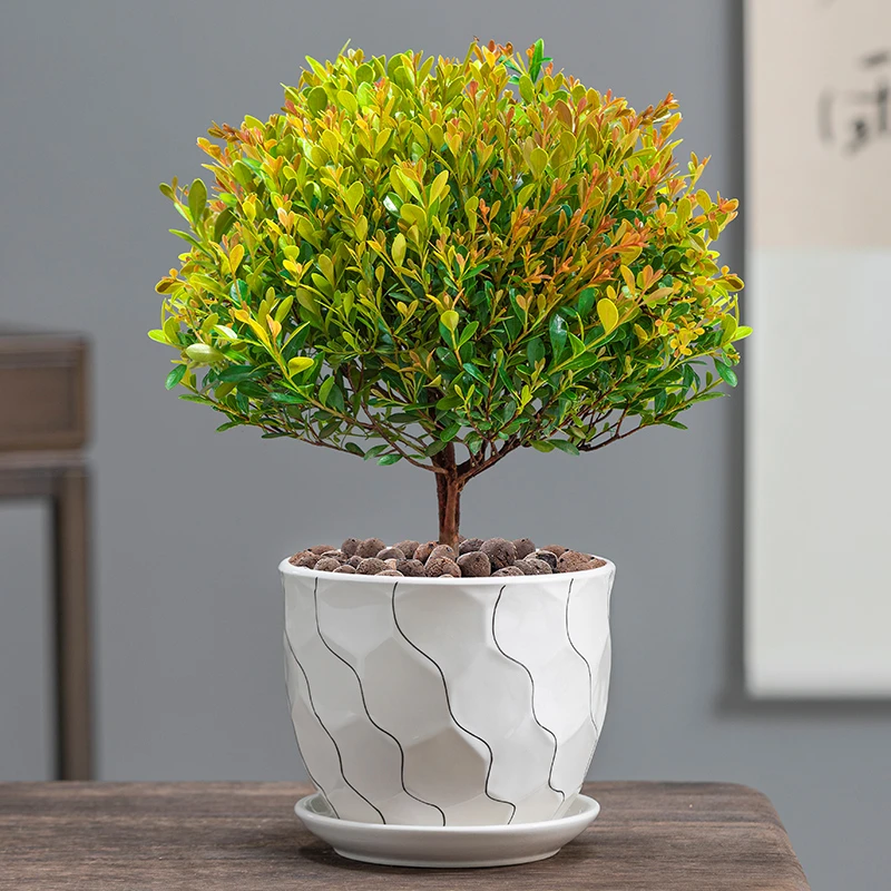 小叶赤楠盆栽好养易活办公室阳台绿植新中式古韵雅致绿植花卉