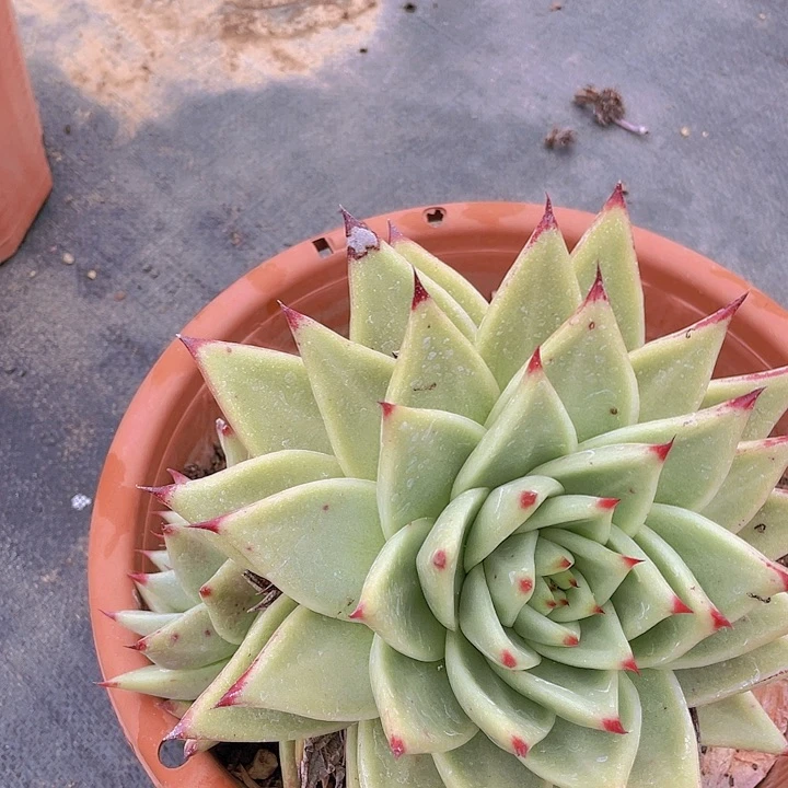 开**你乌木28多肉植物