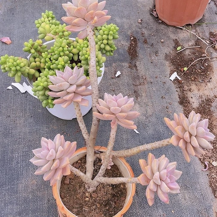 丷****灬淡雪24多肉植物