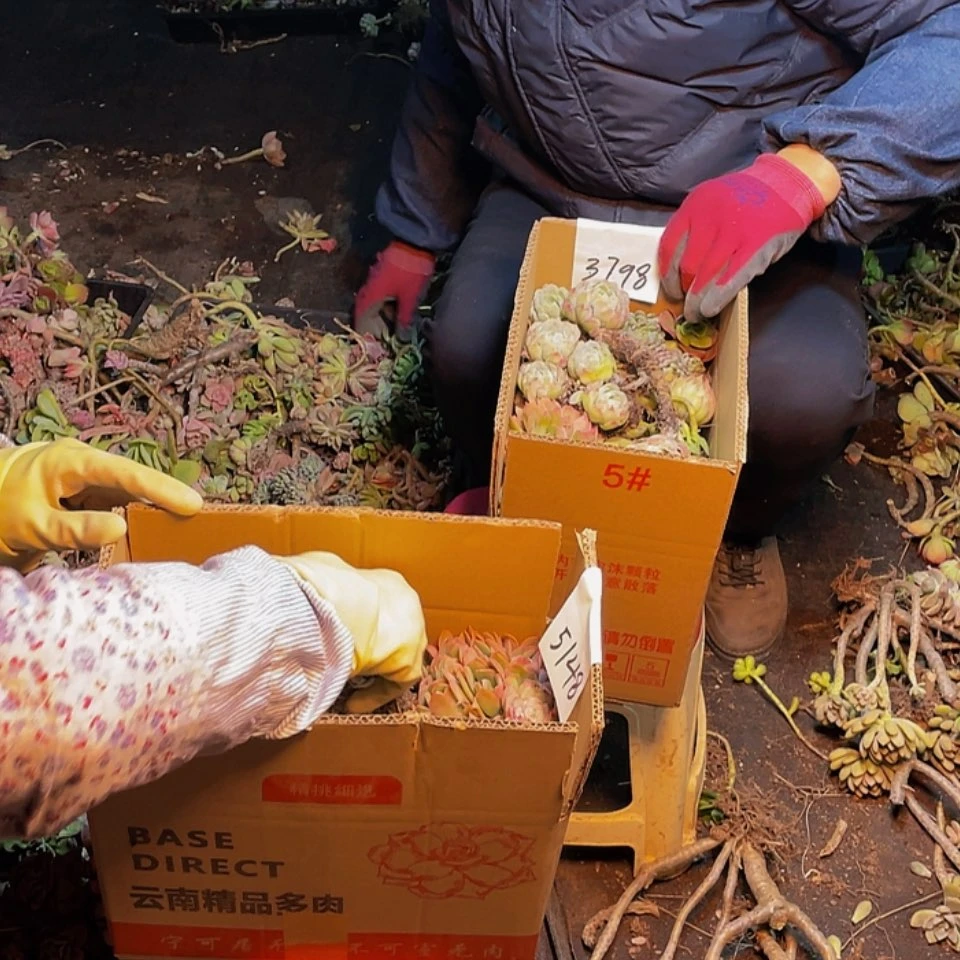 【闪购商品】混搭一箱不售后