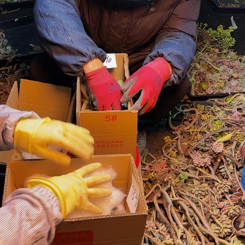 【闪购商品】混搭一箱不售后