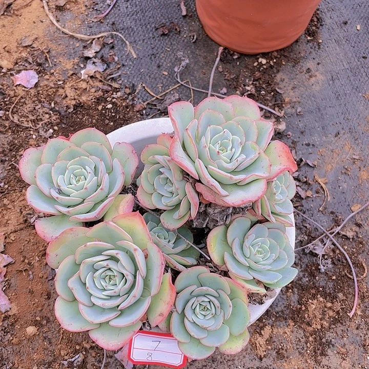 奶油黄桃7号多肉植物
