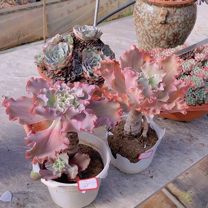 高沙6、7。z z z z