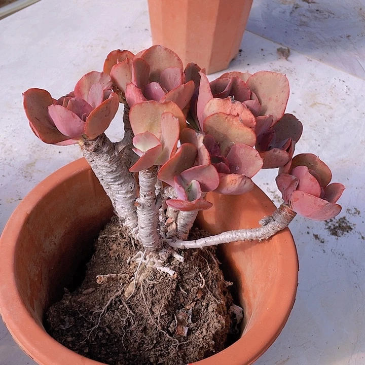 秀妍43号多肉植物
