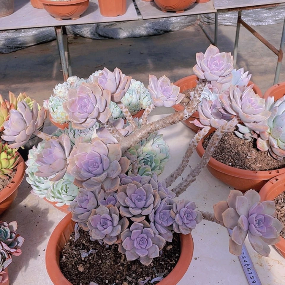 【闪购商品】肉****姐紫乐6不售后