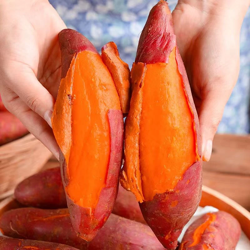 【尚蔻优选】新鲜现挖西瓜红蜜薯软糯香甜净重5斤 单果3-7两左右