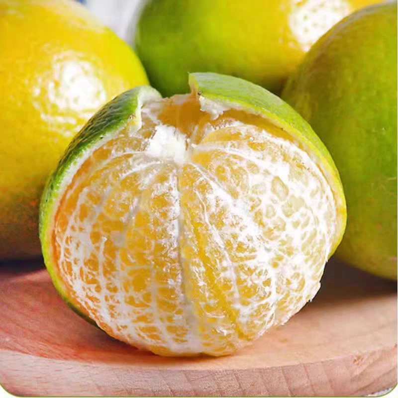 【川果域精选】广西皇帝柑净重4.5-4.7斤现摘现发坏果包赔