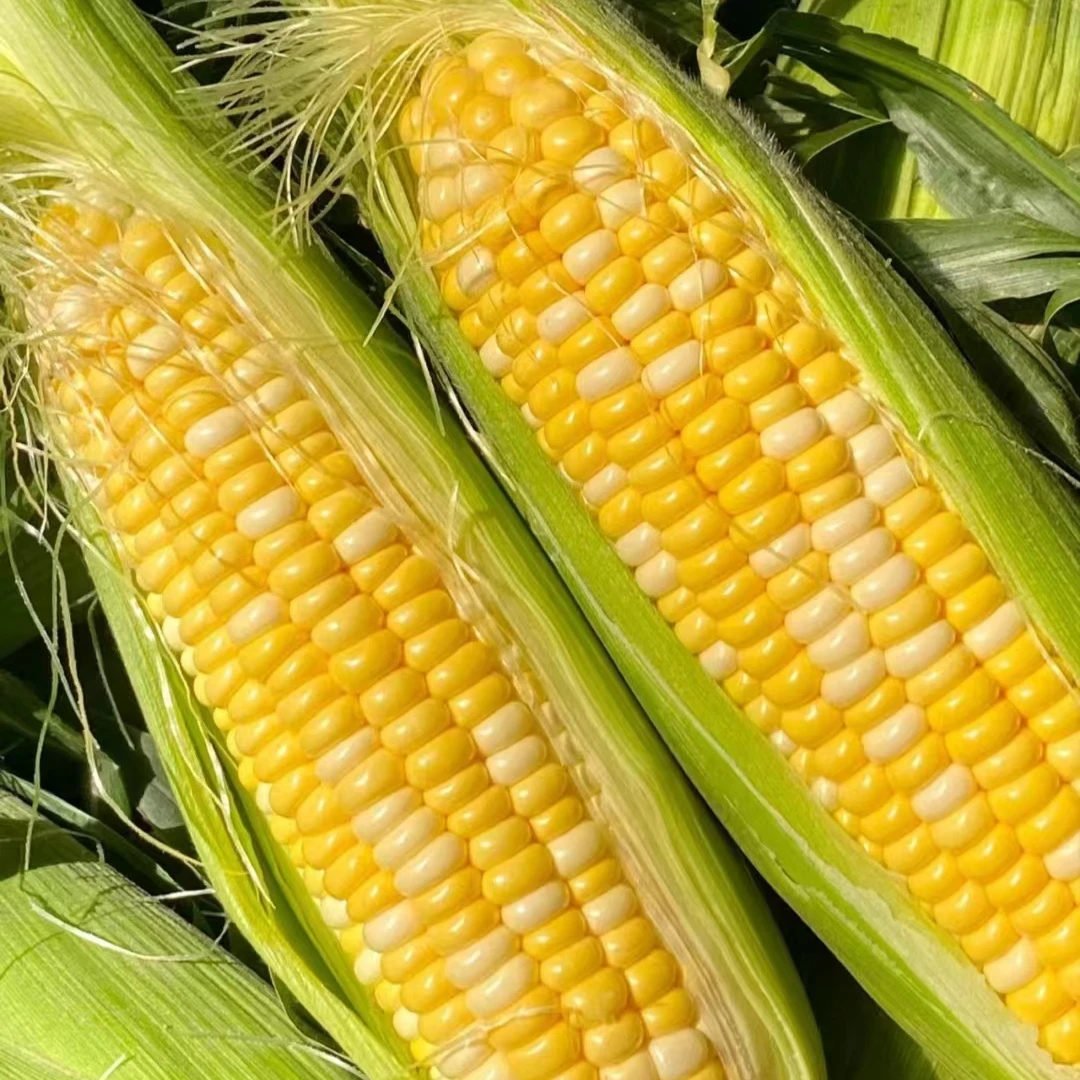 【川果域精选】云南鲜嫩水果玉米4.5斤装 新鲜采摘 甜脆爆浆