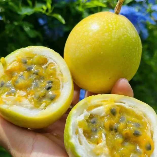 【苗姐专属】饮蜜百香果2斤装新鲜当季百香果
