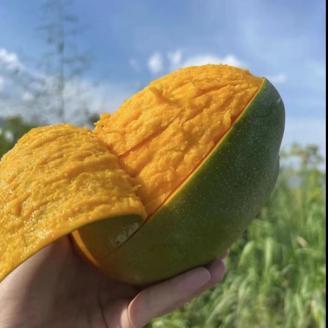【老九专属】四川攀枝花凯特芒4.5斤装  催熟变软后尽快食用