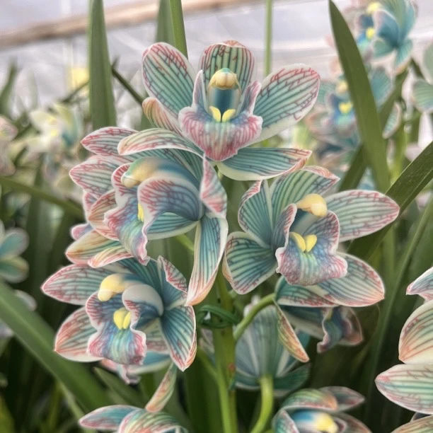 吸色马卡龙【5支】活体吸色兰花盆栽带花(发6支)