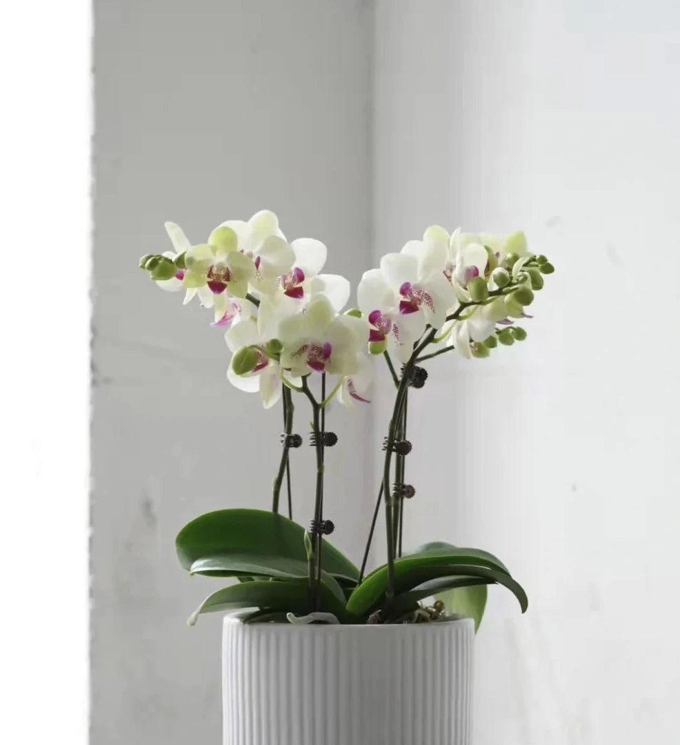 花期超长【绿熊】精品室内带花盆栽