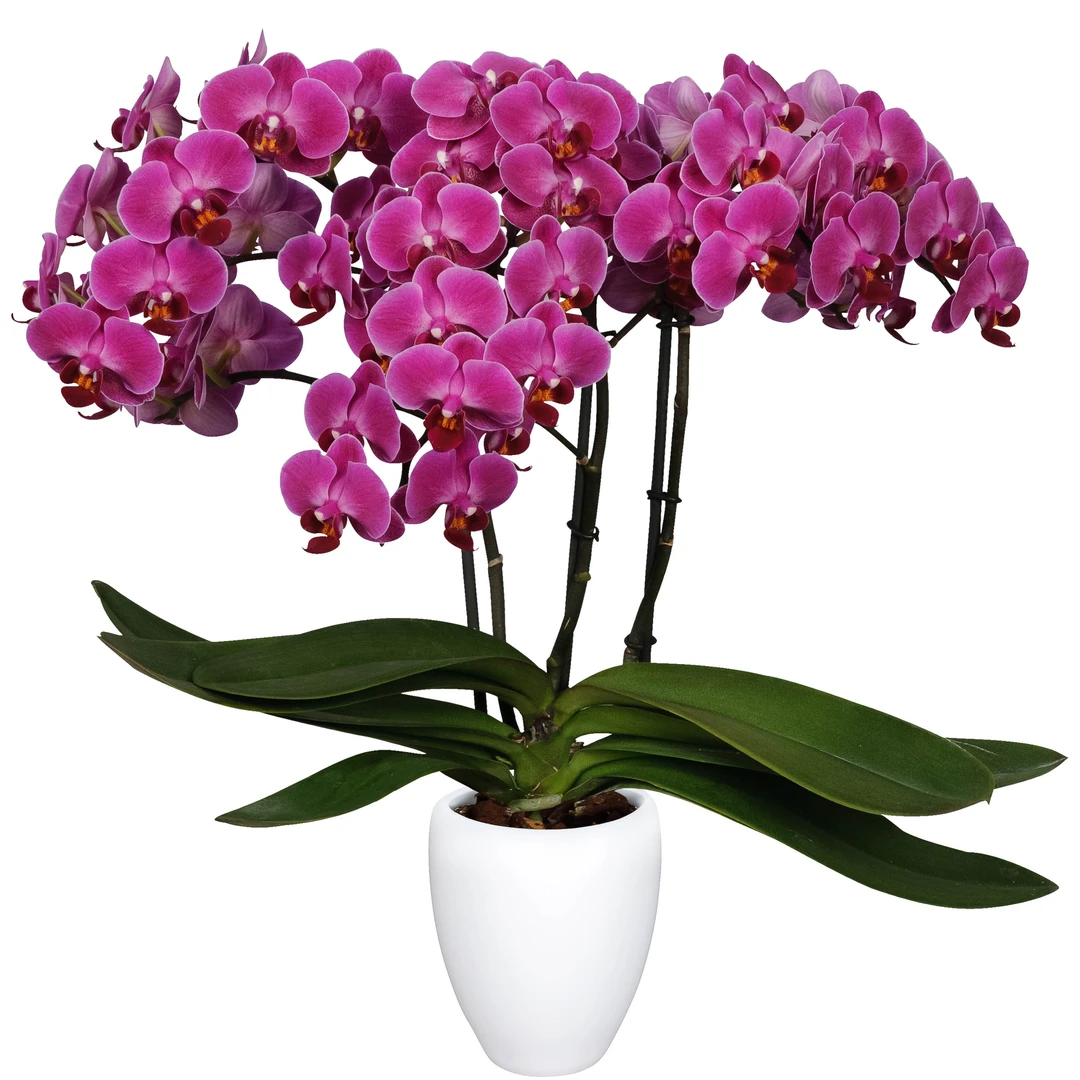 荷兰安祖【莫雷利亚】蝴蝶兰带花发货室内盆栽