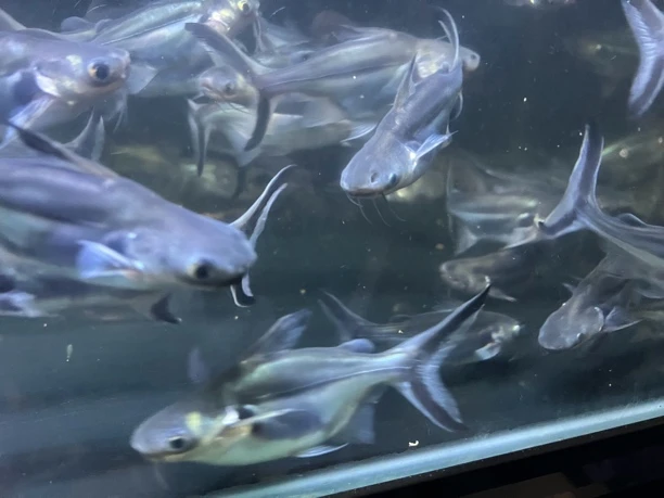 精品短身劳伦迪鲨鱼苗热带鱼