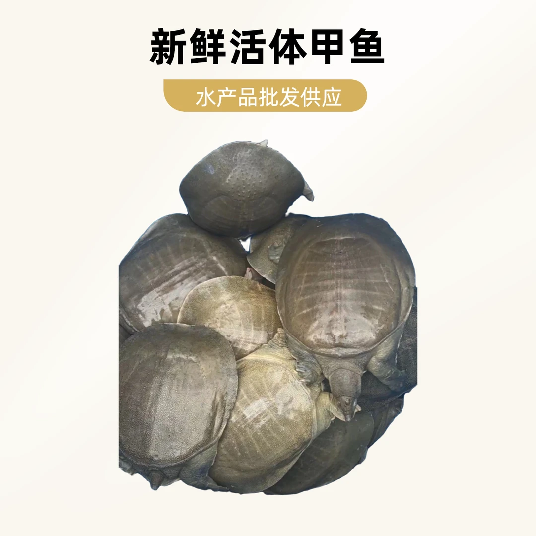 湖南常德直发地，外塘生态老甲鱼