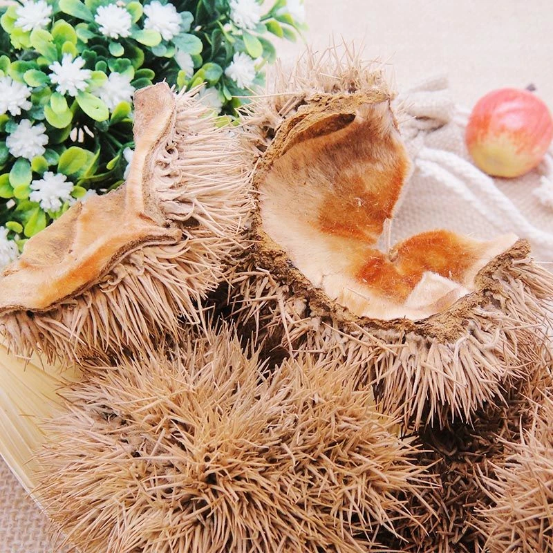 精选板栗壳广西野生栗毛球 栗毛壳 栗刺壳 风栗壳500g包邮非葛根