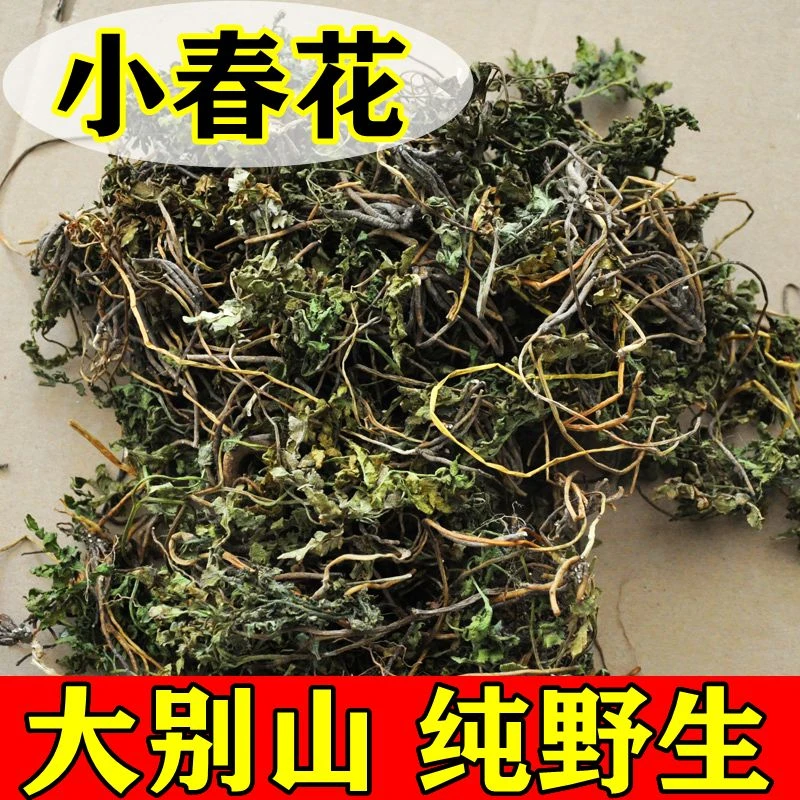 新小春花一朵云阴地蕨独立金鸡叶蛇不见100g-250g包邮泡水非葛根