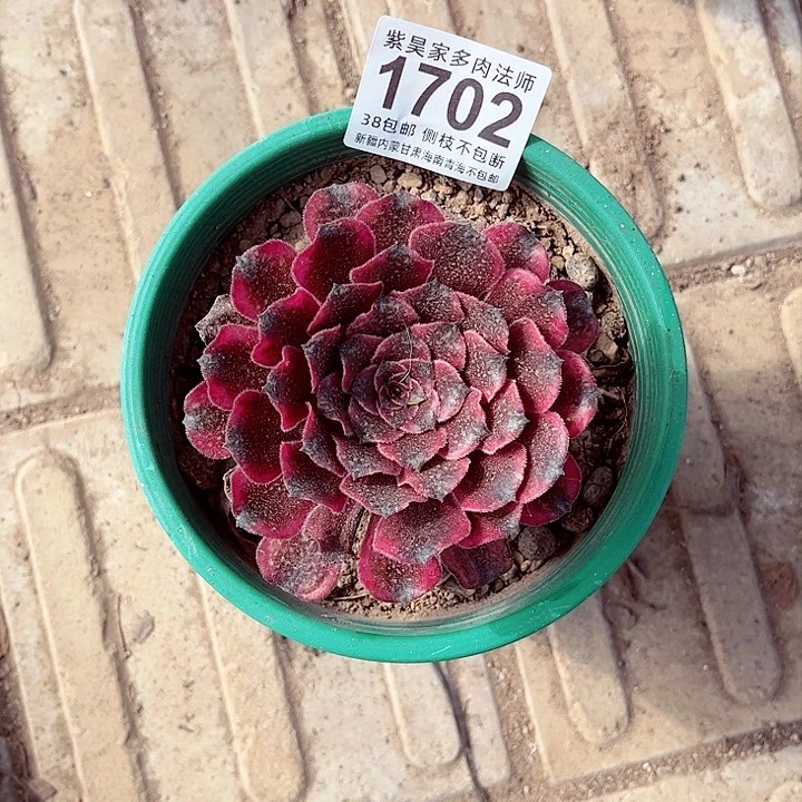 1棚法师0000001702