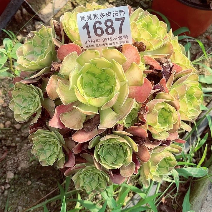 花**?2棚法师00000001687