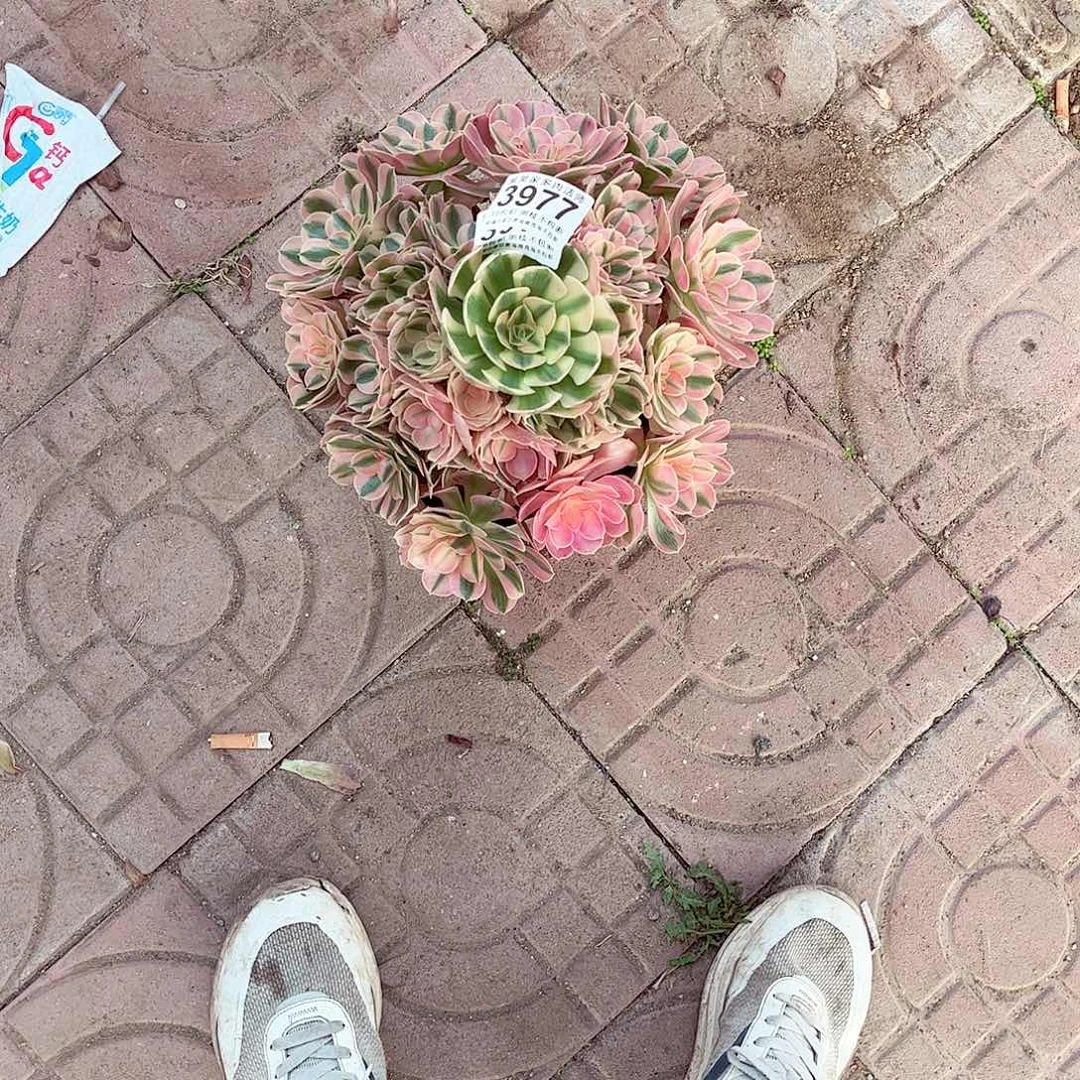 心****务1棚法师000000003977