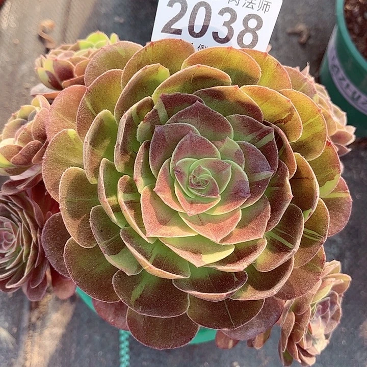 1棚法师0000002038