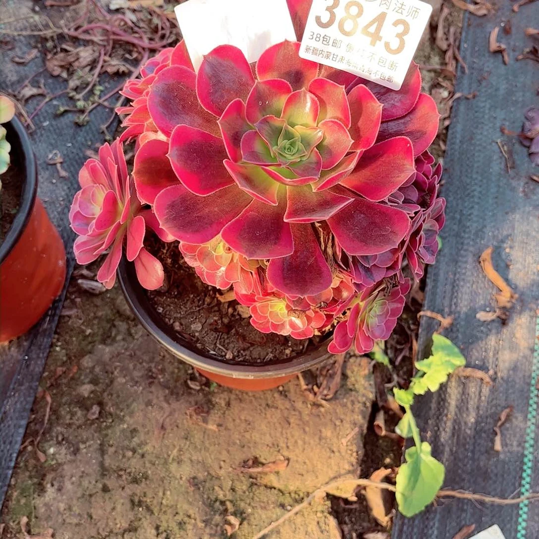 为**乖1棚法师0000003843