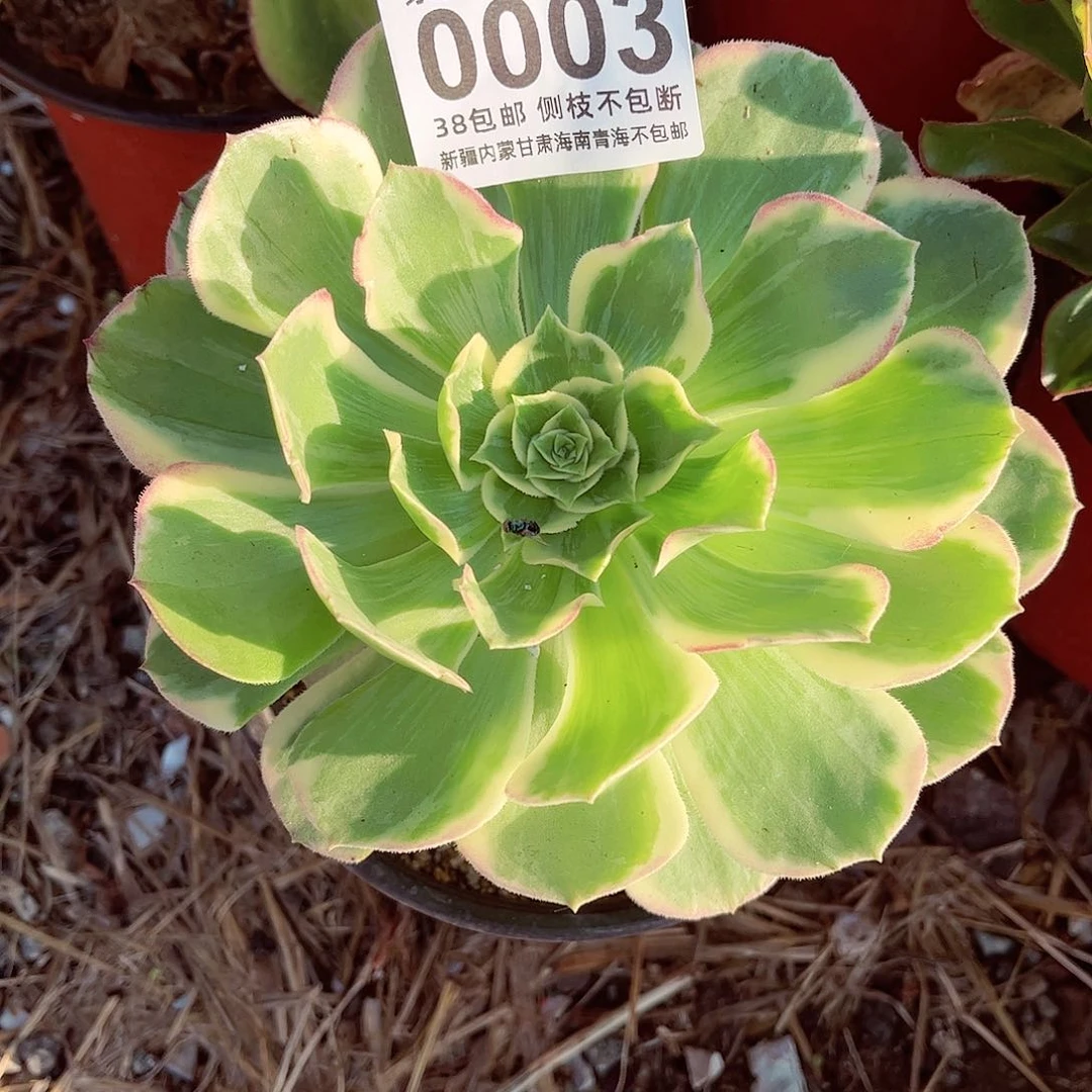 1棚法师00000003