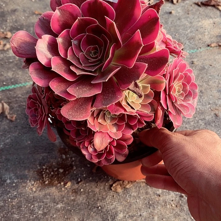 太*1棚法师0000002114