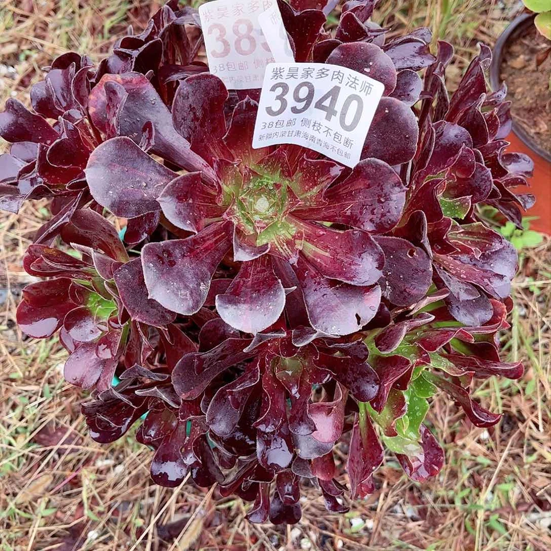 1棚法师0000003940