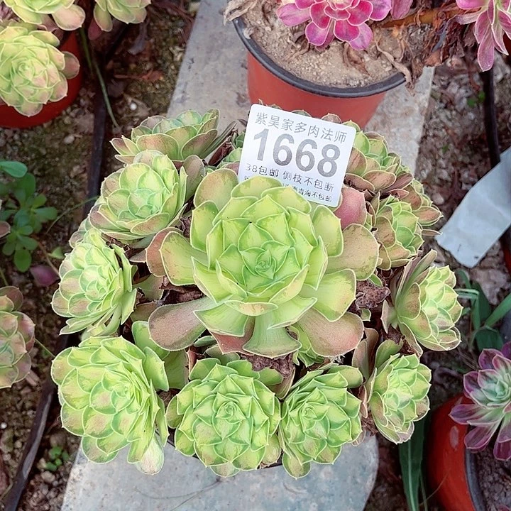 2棚法师0000001668
