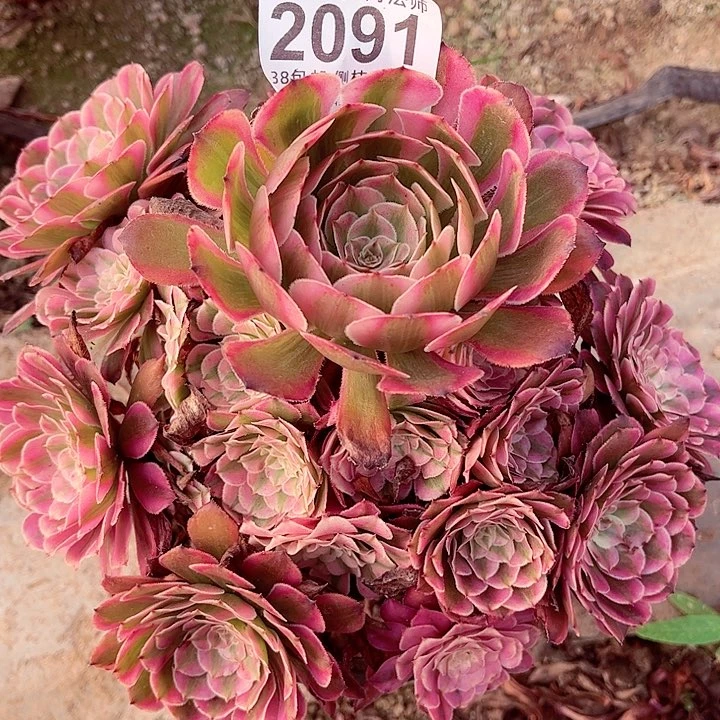 2棚法师00000002091