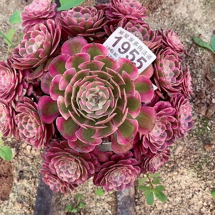 2棚法师00000001955