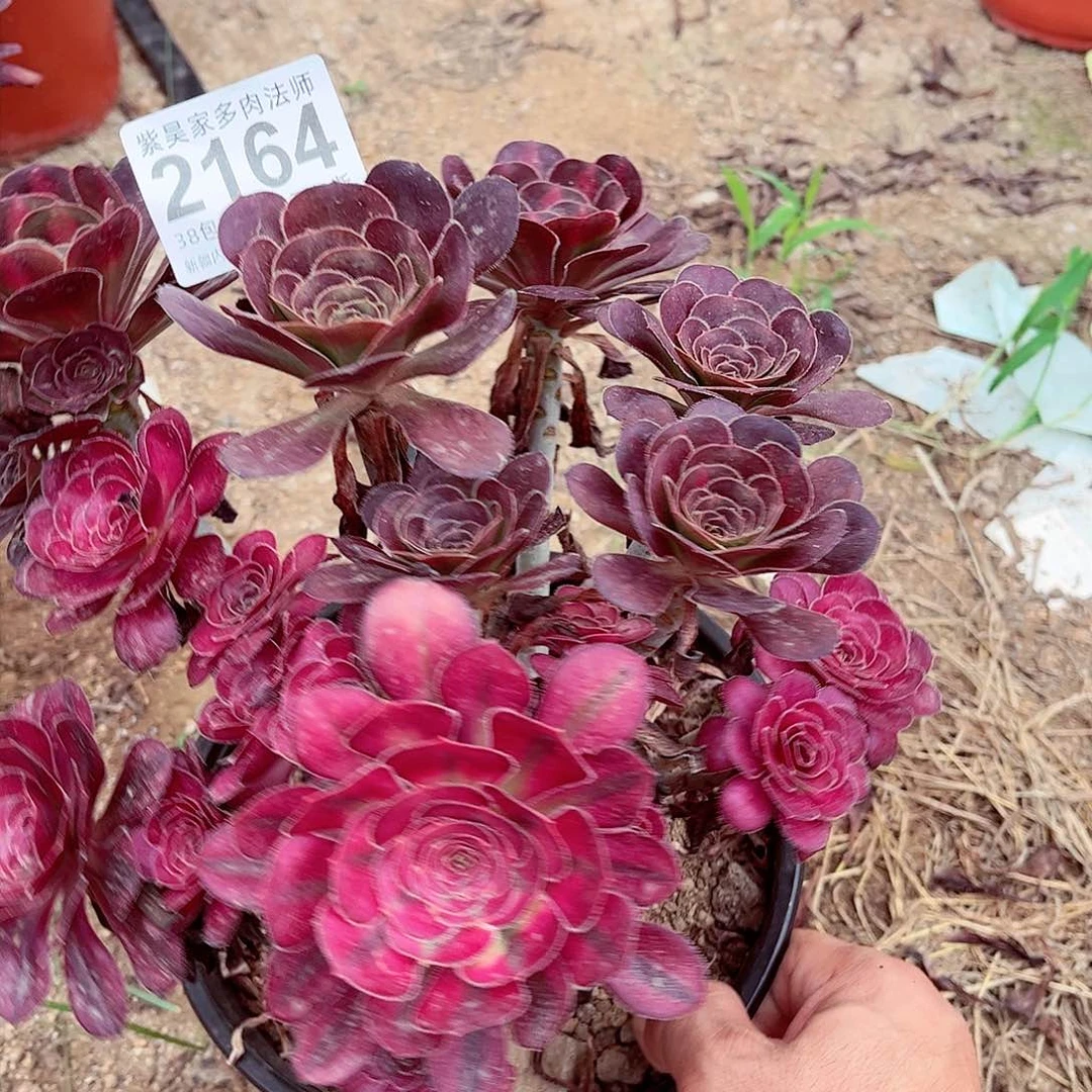 ?****2棚法师0000002164