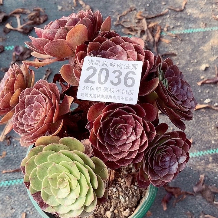 1棚法师0000002036
