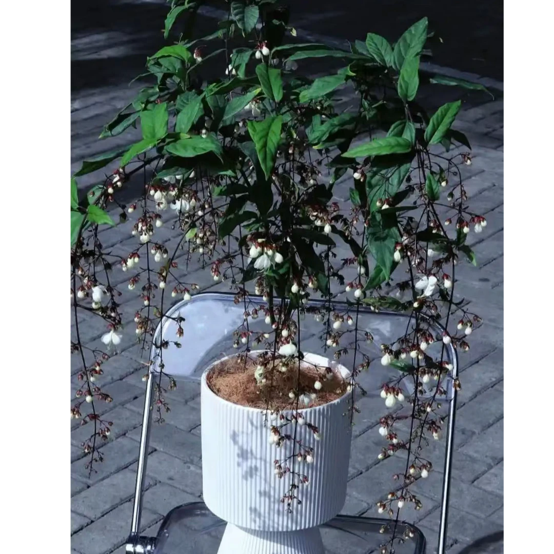 泰国进口垂丝茉莉盆栽垂枝绿植白玉蝴蝶开花仙气飘飘加仑垂吊茉莉