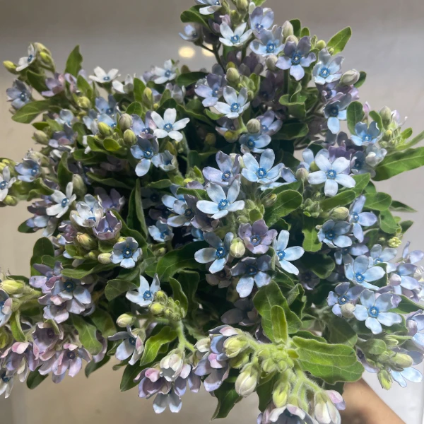 【蓝星花】蓝星花配花插花鲜切花云南基地直发一件包邮冷链发货