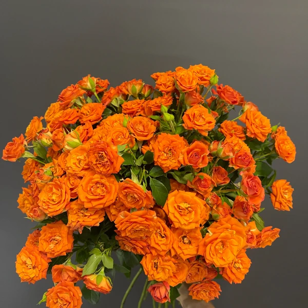 【橙色芭比】多头玫瑰一件包邮云南鲜花直发神秘高级感需醒花养护