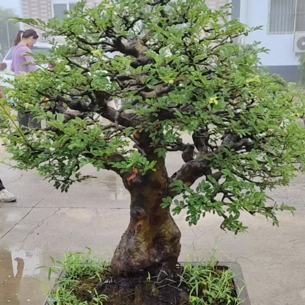 榆树盆景盆栽老桩耐寒耐热植物绿植文人矮霸抱石一张皮榆树实物