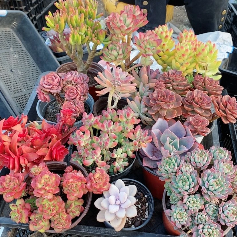 【闪购商品】103套餐12颗老桩