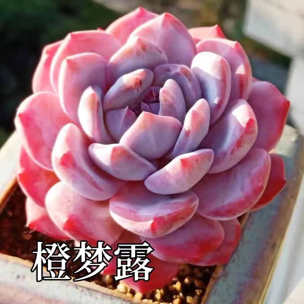 扶苏家 圆叶橙梦露 精品货多肉