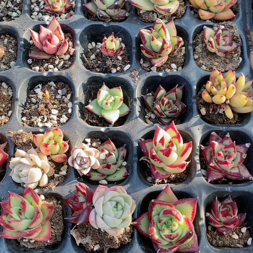 【闪购商品】乌木穴盘18颗