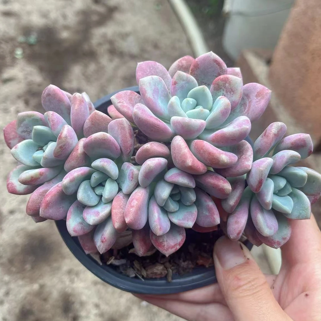 扶苏家 花斑鹿多肉 手捧群生多头