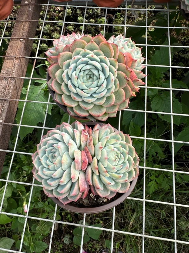 扶苏家 水晶玫瑰 单头精控脱土发