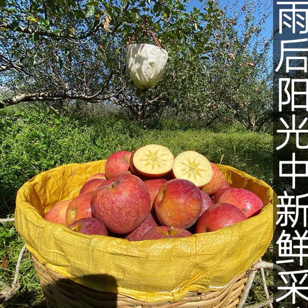 大凉山盐源糖心丑苹果大果,高山苹果冰糖心,产地新鲜采摘发货