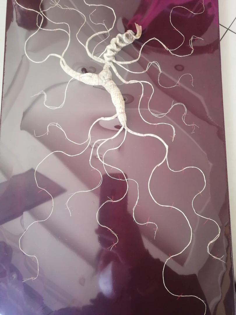 长白山林下参干参礼盒装