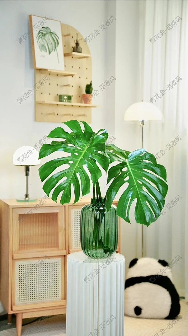 【买一送一】5年老桩龟背竹好养护室内水培植物盆栽客厅净化空气