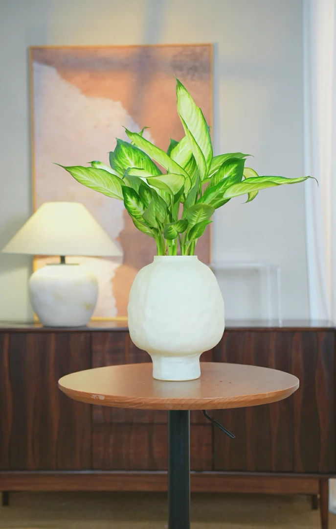 40-50cm粉黛万年青水培玛丽安土培盆栽夏季耐活一整盆植物