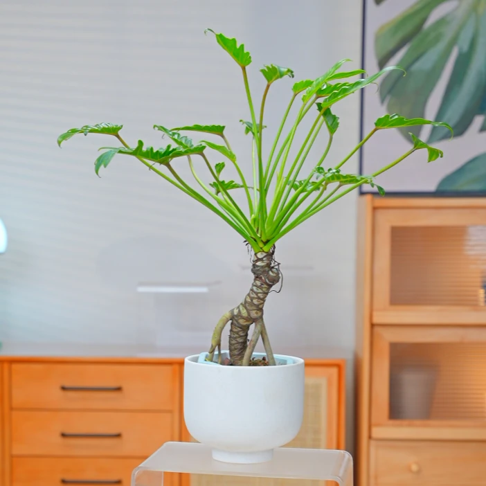 老桩龙鳞小天使水培绿植室内盆栽高级感植物客厅推荐室内好养植物