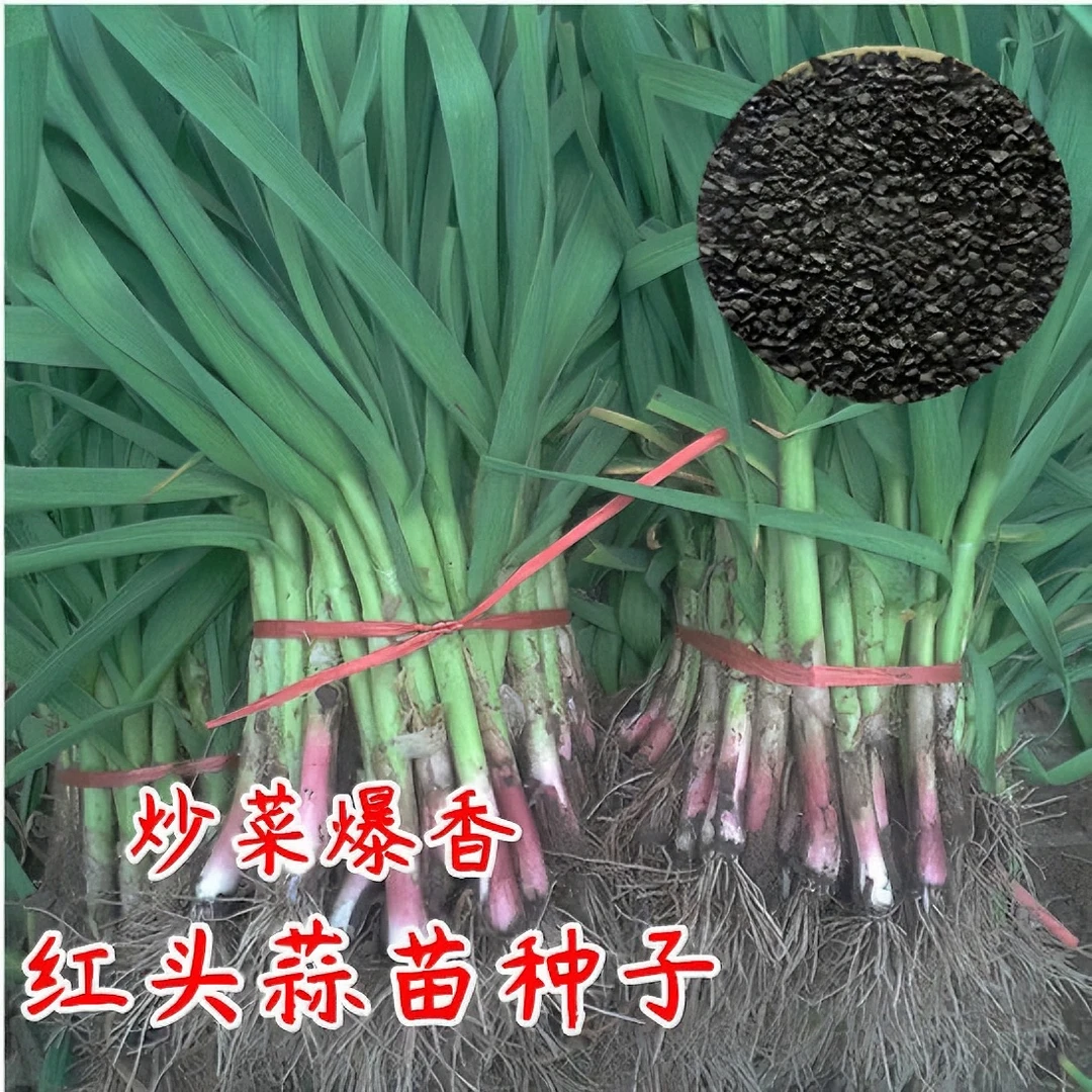 四季宽叶蒜苗种子大蒜种子红皮蒜苗籽农家大田蔬菜籽